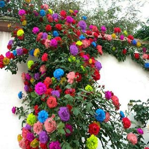 Climbing Rose Flower Seeds (1 প্যাকেট)